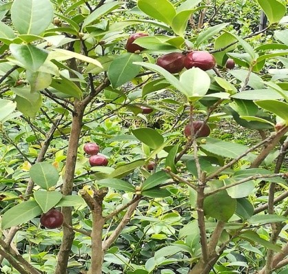 1564641256369626.jpg 油茶.jpg